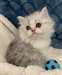 Chatons Ragamuffins A Vendre - Annonce classée # 537026