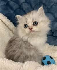 Chatons Ragamuffins A Vendre