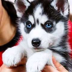 Chiots Husky Siberien