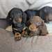 Chiots Teckels - Annonce classée # 537031