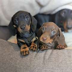 Chiots Teckels