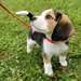 Chiots Beagle - Annonce classée # 537036