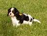 Adorable Chiots Cavaliers King Charles - Annonce classée # 537053