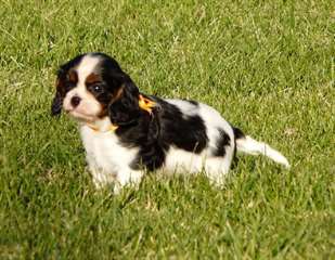 Adorable Chiots Cavaliers King Charles
