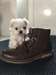 Chiots Bichon Maltais - Annonce classée # 537054