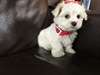 Chiots Bichon Maltais - photo 3