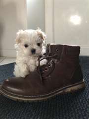 Chiots Bichon Maltais