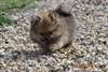 Spitz allemand petit/ nain - photo 2
