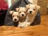 Chiots Schnauzer - Annonce classée # 537056