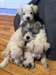 Chiots Schnauzer - photo 2