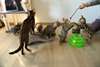 Chaton de Pure Race - Annonce classée # 537057