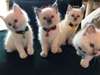 chatons Ragdoll - Annonce classée # 537058