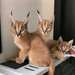 Chatons Caracal disponibles - Annonce classée # 537061