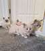 Chatons Ragdoll - Annonce classée # 537062