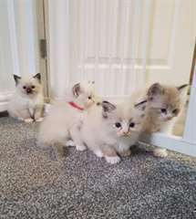 Chatons Ragdoll