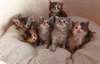 Beaux chatons gros Maine coon - Annonce classée # 537063