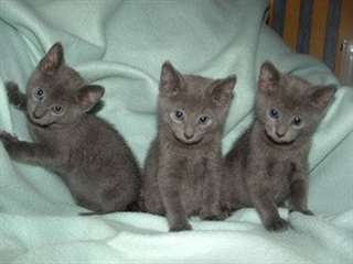 Les chatons bleus russes sont maintenant pr&#234;ts