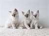 Chatons Burmise - Annonce classée # 537066