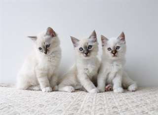Chatons Burmise