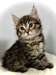 Chatons Siberien A Vendre - Annonce classée # 537070