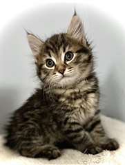 Chatons Siberien A Vendre