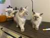 Chatons Siamese A Vendre - Annonce classée # 537071