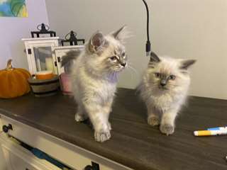 Chatons Siamese A Vendre