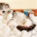 Chatons Scottish Fold A Vendre - Annonce classée # 537073