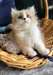 Chatons Ragamuffins A Vendre - Annonce classée # 537075