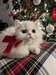 Chatons Persian A Vendre - Annonce classée # 537076
