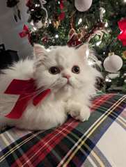 Chatons Persian A Vendre