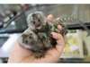 D’incroyables singes ouistitis sont maintenant pr&#234; - photo 1