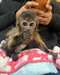 Singes capucins doux et affectueux - Annonce classée # 537086