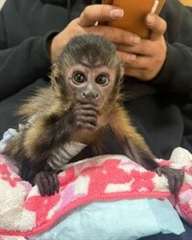 Singes capucins doux et affectueux