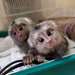 ADORABLES SINGES OUISTITIS MÂLES ET FEMELLES PRÊTS - Annonce classée # 537087