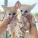 De jolis renards fennec disponibles - Annonce classée # 537088