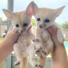 De jolis renards fennec disponibles