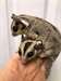 Sugar Gliders à adopter - Annonce classée # 537090