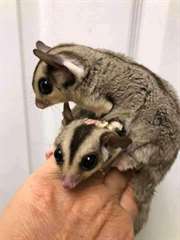 Sugar Gliders &#224; adopter