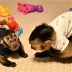 Singe Capuchin A Vendre