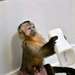 Singe Capuchin A Vendre - Annonce classée # 537096