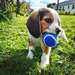 Chiots Beagle - Annonce classée # 537103