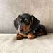 Chiots Teckels - Annonce classée # 537111
