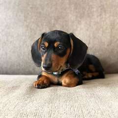 Chiots Teckels