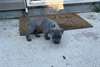 Chiots Staffprdshire Bull Terrier - Annonce classée # 537186