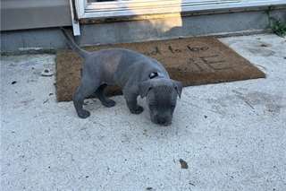 Chiots Staffprdshire Bull Terrier