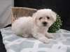 chiot Bichon frisé a donner - Annonce classée # 537205
