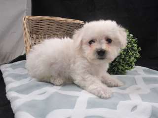 chiot Bichon fris&#233; a donner