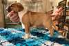 Chiot Bull Terrier a donner - Annonce classée # 537206
