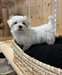 chiot Bichon Maltais a donner - Annonce classée # 537219